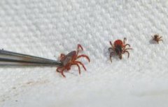 蜱蟲生長在什么環(huán)境