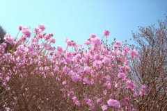 金達(dá)萊是杜鵑花嗎