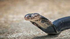 夢到被眼鏡蛇咬是什么意思