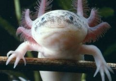 六角恐龍魚(yú)會(huì)叫嗎