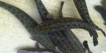 養黑魚的利潤多少