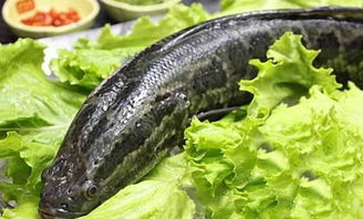 養黑魚的利潤多少