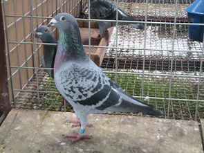 夏天信鴿注意什么