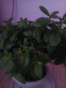 夏天杜鵑花葉子干枯怎么辦