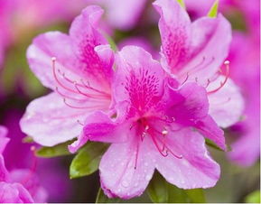 夏天杜鵑花葉子干枯怎么辦