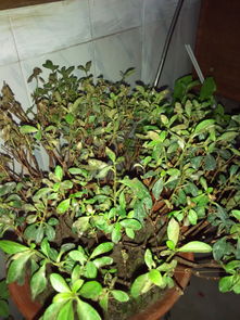 夏天杜鵑花葉子干枯怎么辦