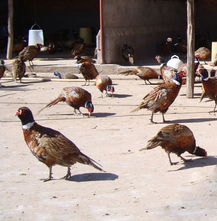 七彩山雞一年下多少蛋