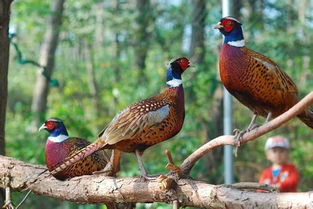 七彩山雞一年下多少蛋