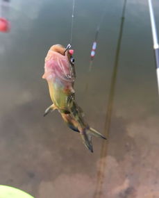 下雨天草魚好釣嗎