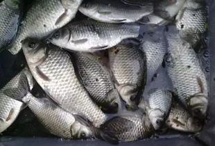 下雨天草魚好釣嗎