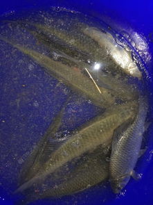 下雨天草魚好釣嗎