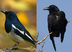 烏鴉和百靈鳥告訴我們什么道理