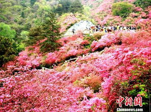 云霧山杜鵑花什么時候開