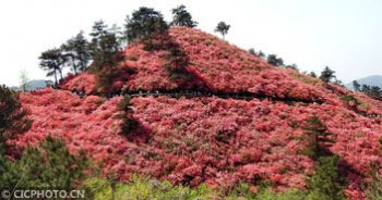 云霧山杜鵑花什么時候開