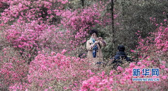 云霧山杜鵑花什么時候開