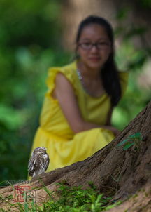 養(yǎng)貓頭鷹合法嗎