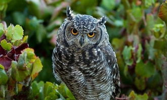 養(yǎng)貓頭鷹合法嗎