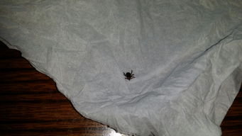 如何徹底消滅家中蜱蟲