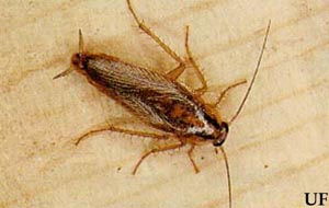 如何徹底消滅家中蜱蟲