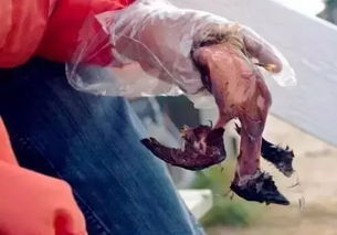 怎樣殺死廁所紅線蟲