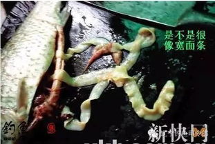 怎樣殺死廁所紅線蟲