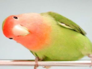 牡丹鸚鵡叫聲說明什么