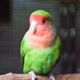 牡丹鸚鵡叫聲說明什么