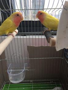 牡丹鸚鵡掉毛怎么回事