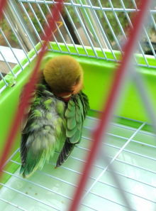 牡丹鸚鵡掉毛怎么回事