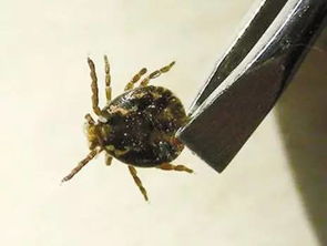 蜱蟲是怎么形成的