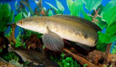 養黑魚的利潤多少