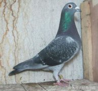 夏天信鴿注意什么