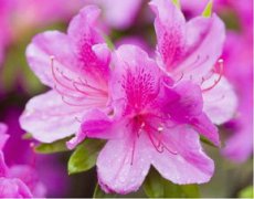 夏天杜鵑花葉子干枯怎么辦