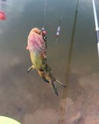 下雨天草魚好釣嗎