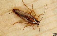 如何徹底消滅家中蜱蟲