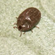 怎么分辨蜱蟲頭是否留在皮膚里