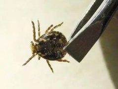 蜱蟲是怎么形成的