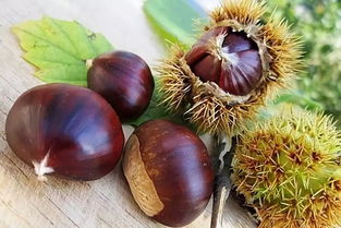 一天吃幾顆夏威夷果