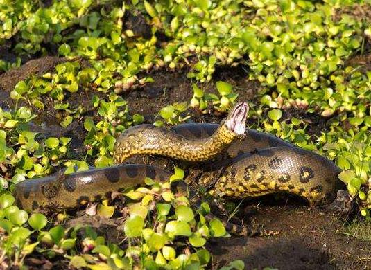 水蟒有天敵嗎 和鱷魚誰厲害 是熱帶雨林中的動物嗎