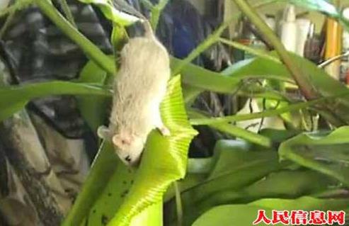 食人草是動物還是植物 為什么會閉合 能吃蚊子嗎