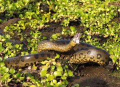水蟒有天敵嗎 和鱷魚誰厲害 是熱帶雨林中的動物嗎