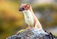 黃鼠狼進(jìn)家是吉還是兇,碰到黃鼠狼預(yù)示著什么