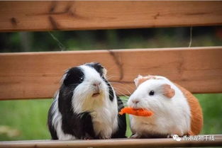 兩只荷蘭豬會打架嗎