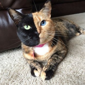 中華田園犬能長多大