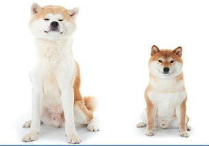 中華田園犬能長多大