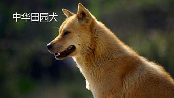 中華田園犬能長多大