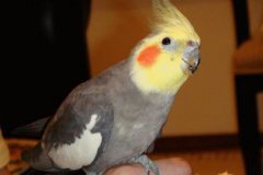 玄風鸚鵡會說話嗎