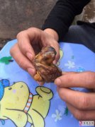 鴨肚是鴨子的哪個部位