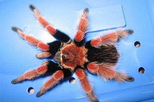 智利火玫瑰蜘蛛怎么養