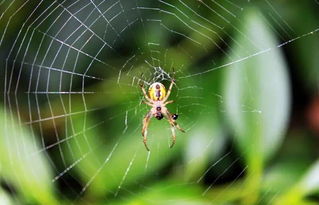 智利火玫瑰蜘蛛怎么養